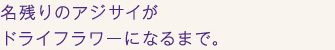 名残りのアジサイがドライフラワーになるまで。